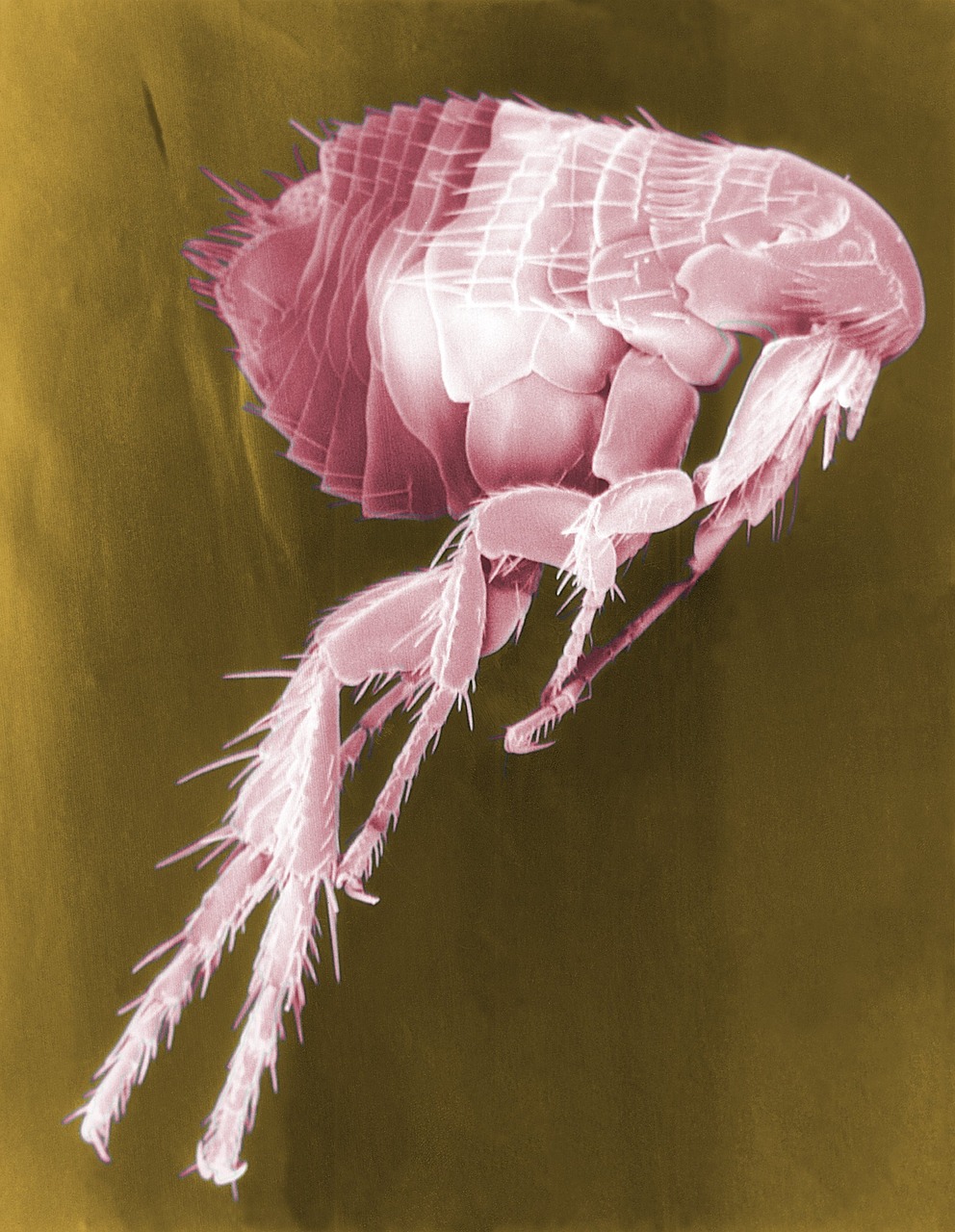 flea Flea